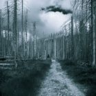 "Waldsterben am Brocken/Harz"