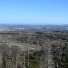 Waldsterben am Köppel