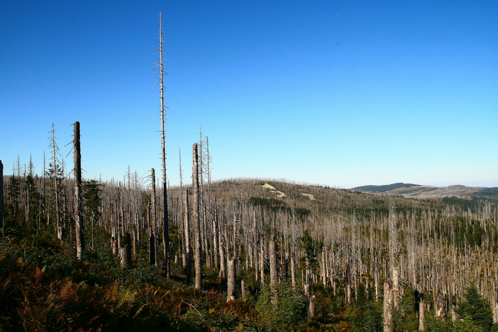 Waldsterben am Lusen