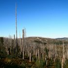 Waldsterben am Lusen