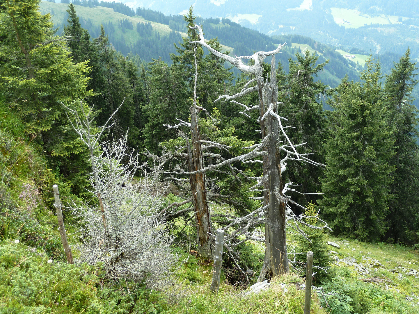 Waldsterben, bei Hopfgarten Österreich