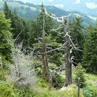 Waldsterben, bei Hopfgarten Österreich