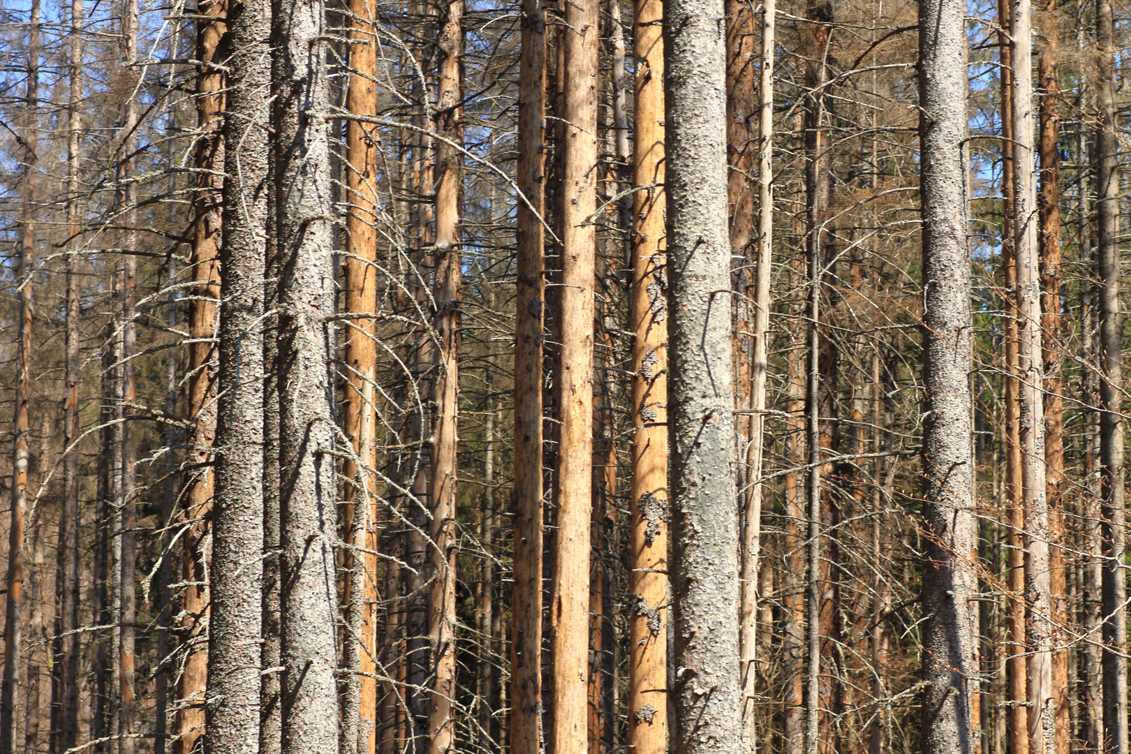 Waldsterben durch den Borkenkäfer