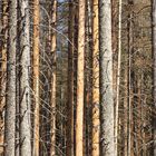 Waldsterben durch den Borkenkäfer