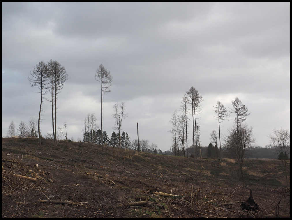 wald_sterben