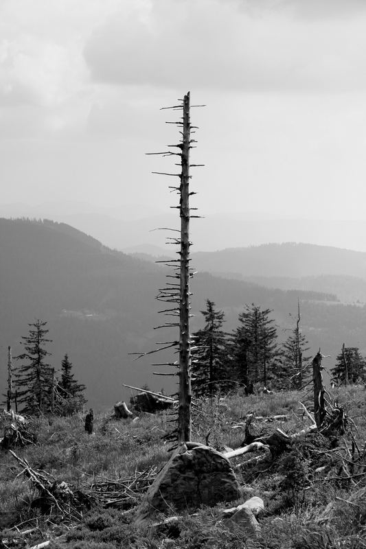 ***Waldsterben***