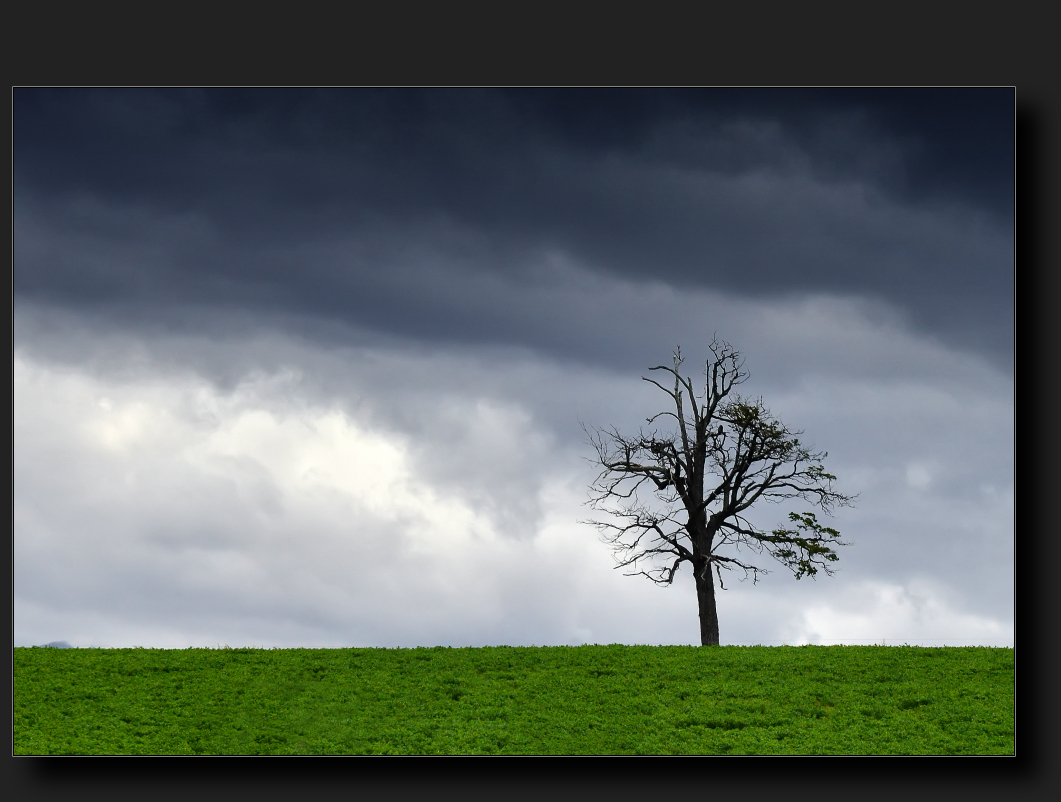 Waldsterben