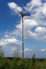 Waldsterben geht wieder los - diesmal von unten