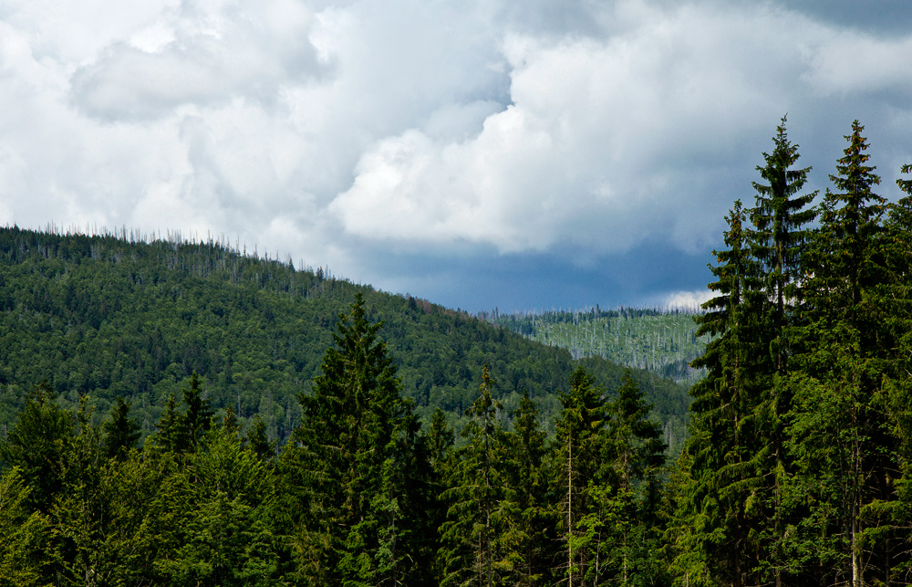 Waldsterben im bayerischen Wald