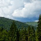 Waldsterben im bayerischen Wald