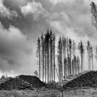 Waldsterben im Harz 2020