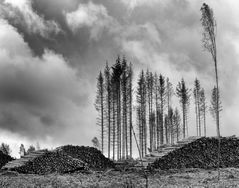 Waldsterben im Harz 2020