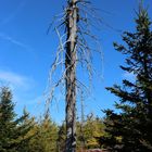 Waldsterben im Isergebirge