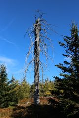 Waldsterben im Isergebirge