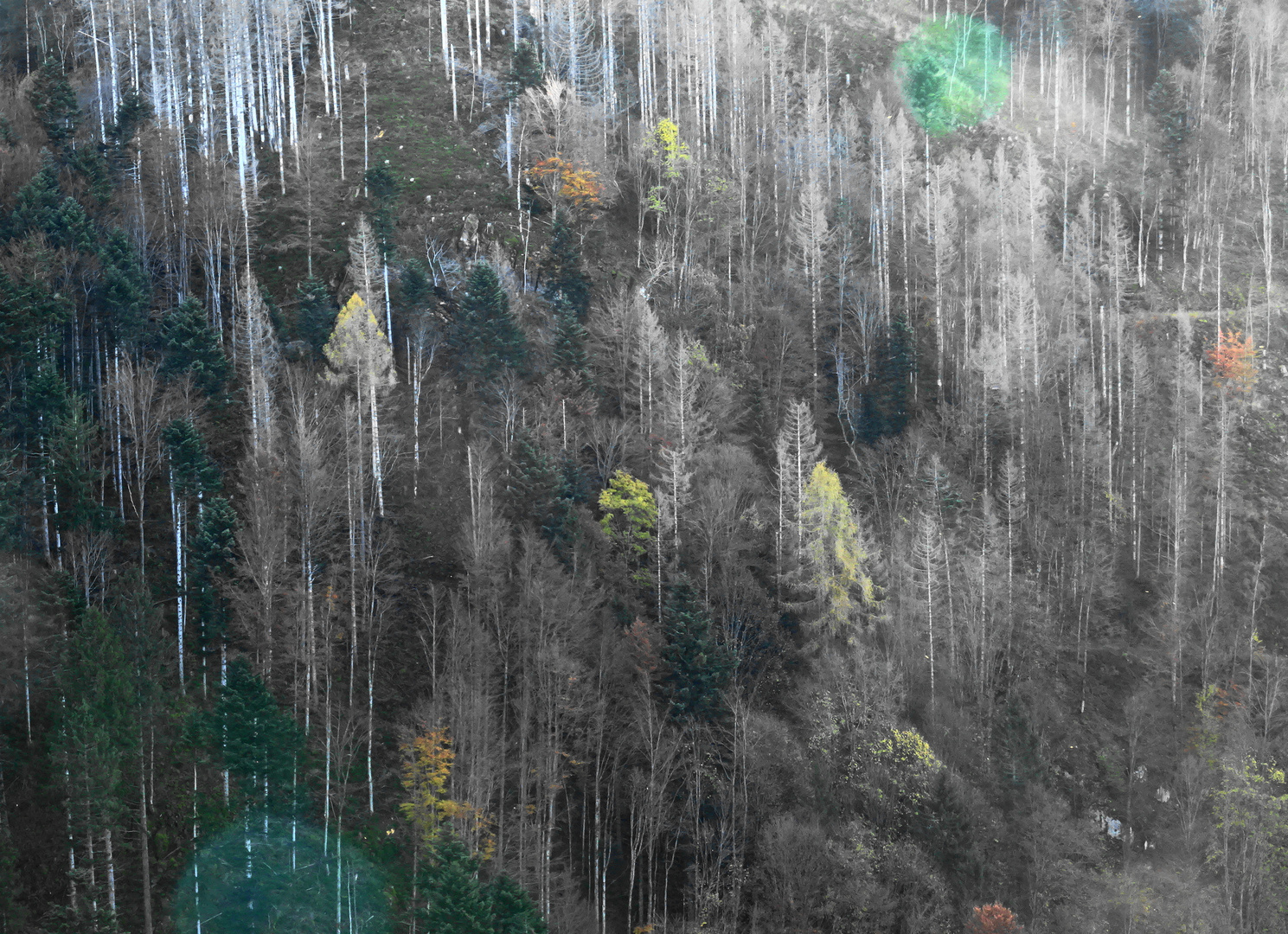 Waldsterben im Schwarzwald