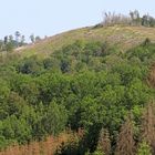 Waldsterben in Deutschland 1