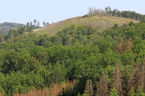 Waldsterben in Deutschland 1