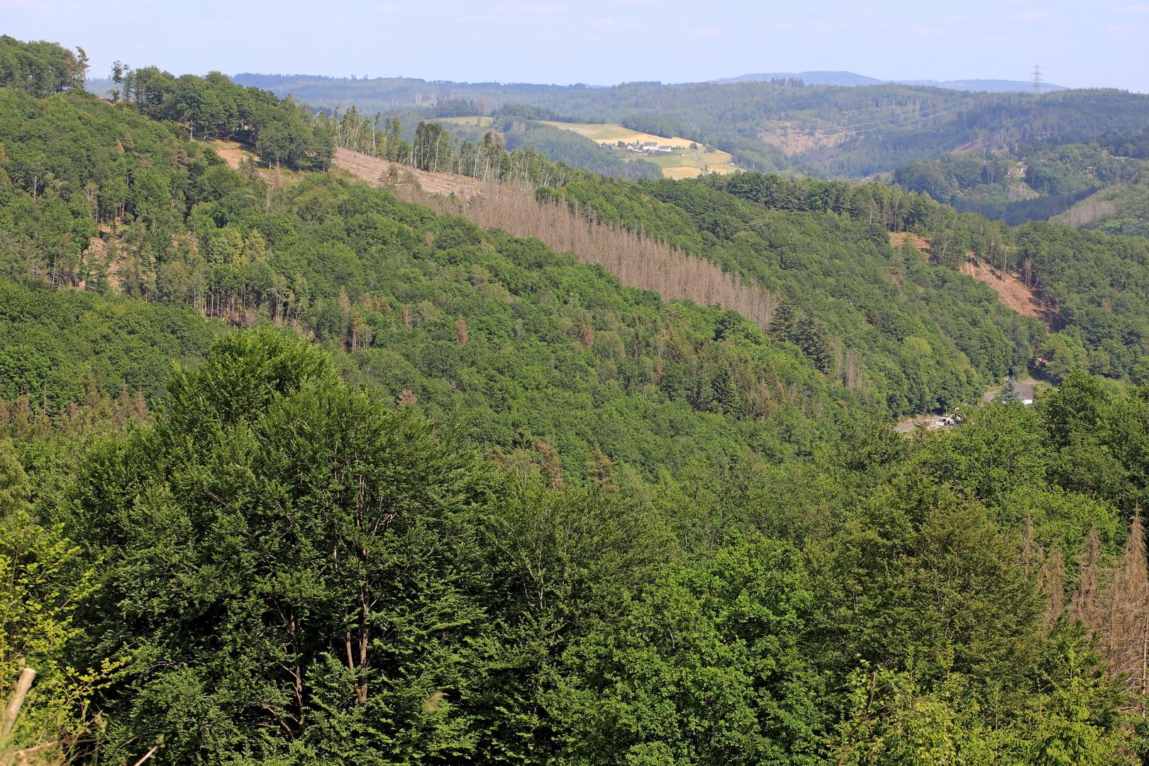 Waldsterben in Deutschland 2