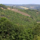 Waldsterben in Deutschland 2