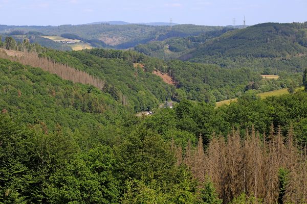 Waldsterben in Deutschland 3
