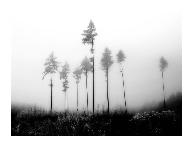 "Waldsterben" oder "Die letzten Riesen"