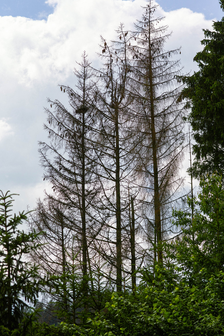 Waldsterben wegen Borkenkäfer