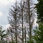 Waldsterben wegen Borkenkäfer