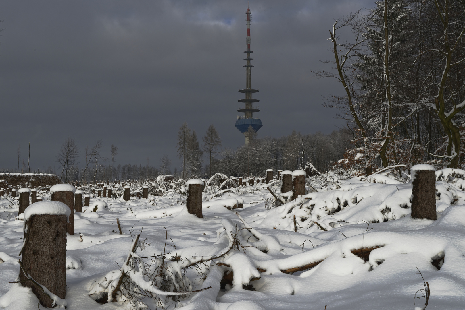 Waldsterben4