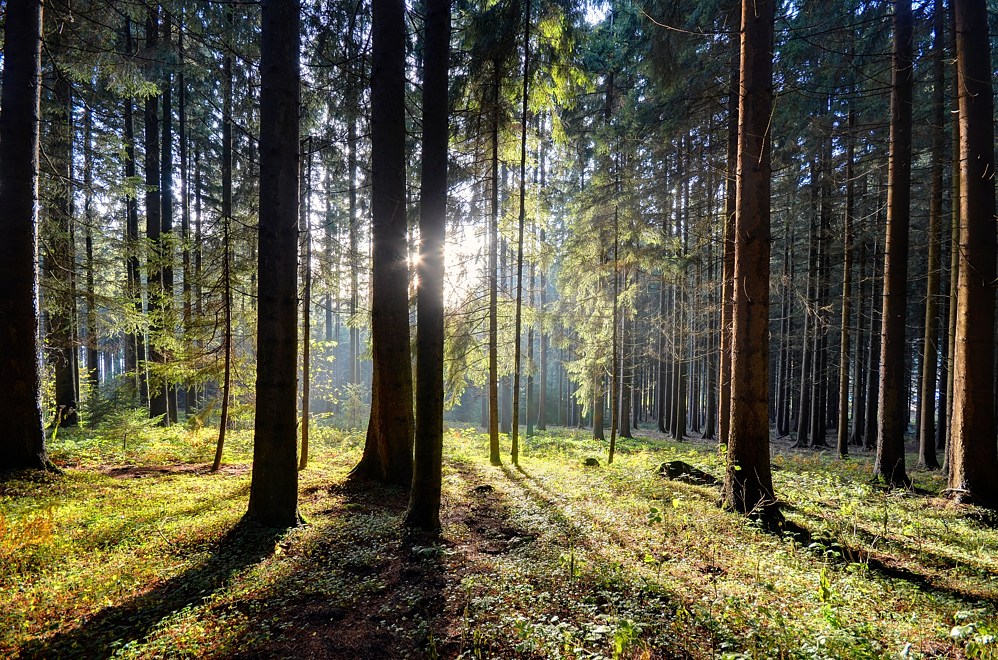 Waldsternchen