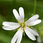 Waldsternmiere, Große Sternmiere (Stellaria holostea)