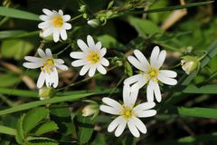 Waldsternmiere, Große Sternmiere (Stellaria holostea)