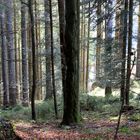 Waldstille ...