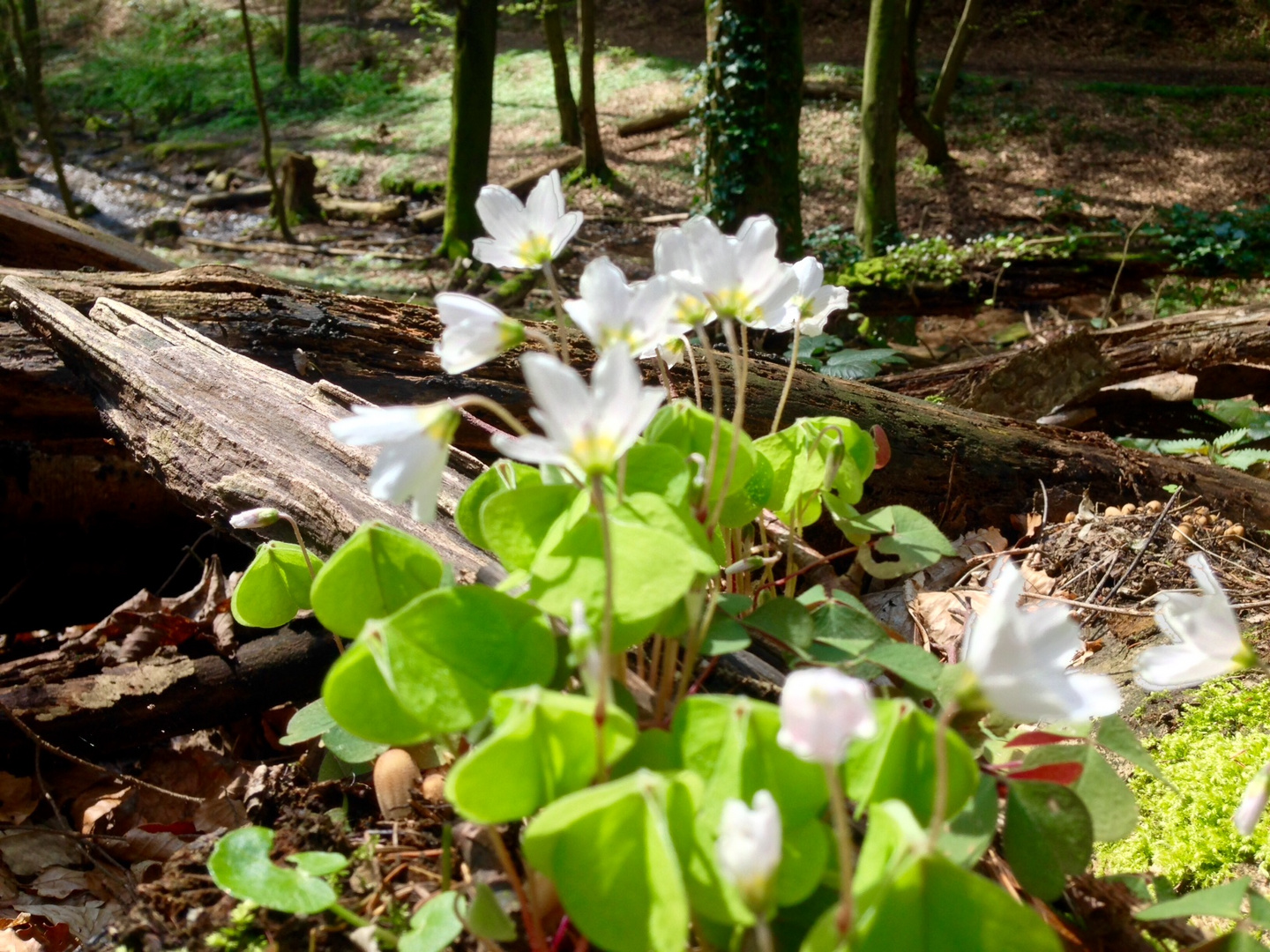 Waldstillleben