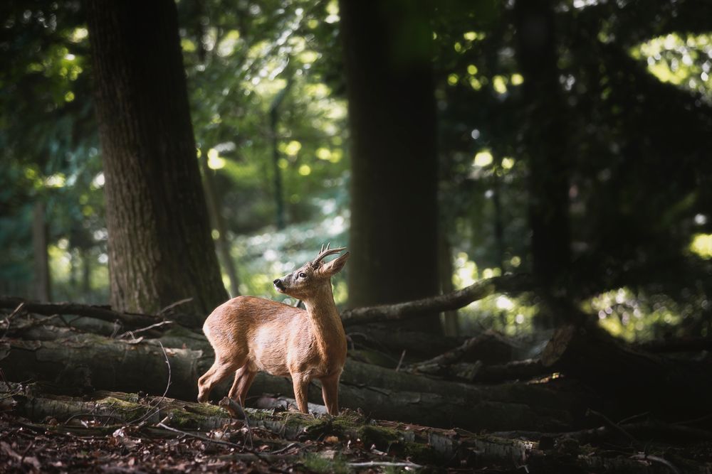 ... Waldstimmung ...