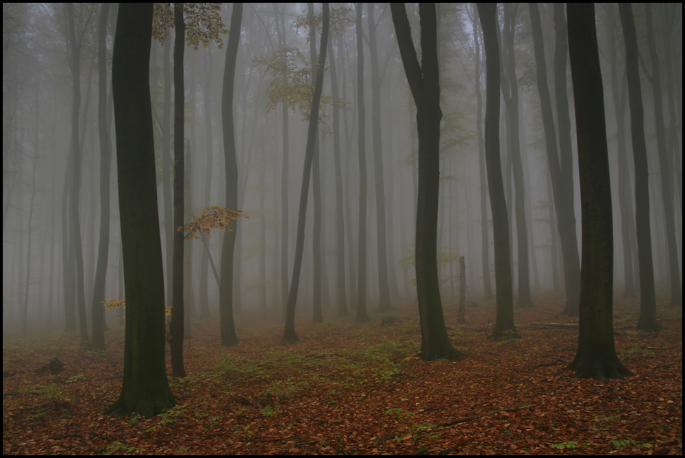 Waldstimmung