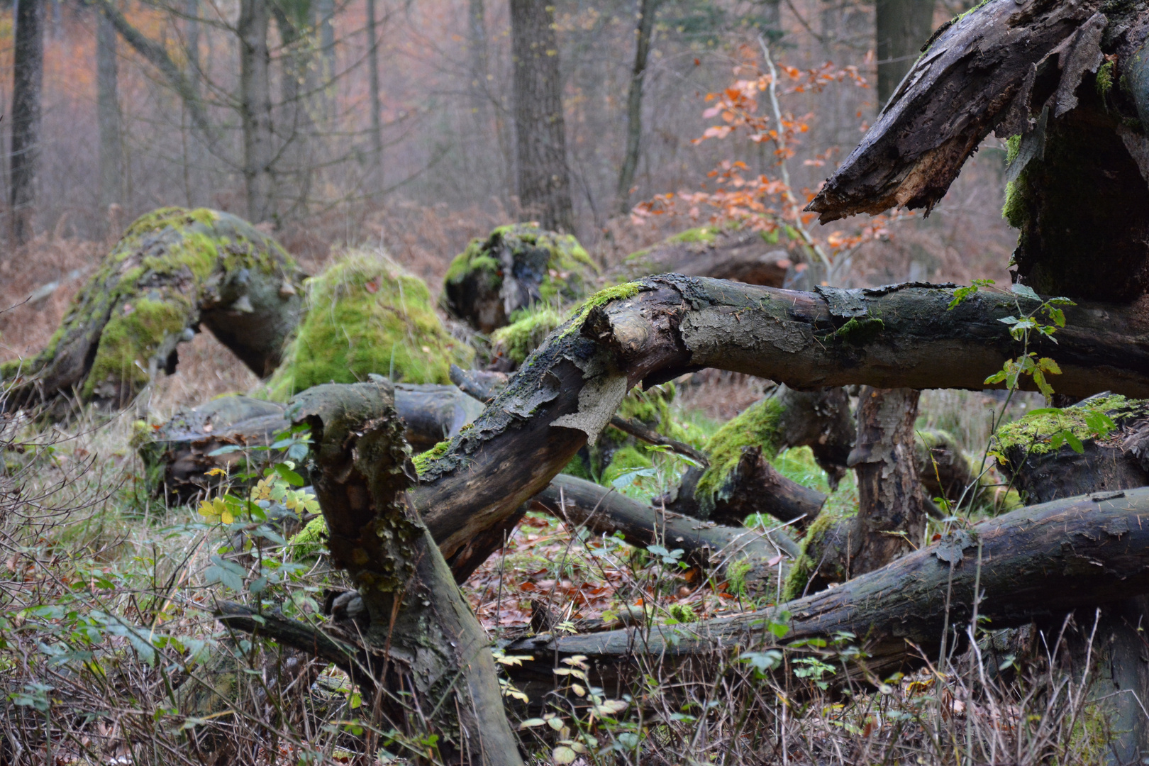 Waldstimmung