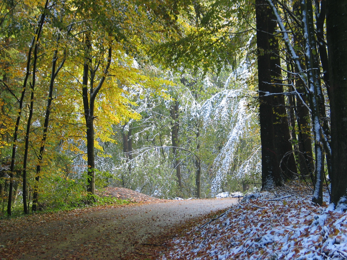 Waldstimmung