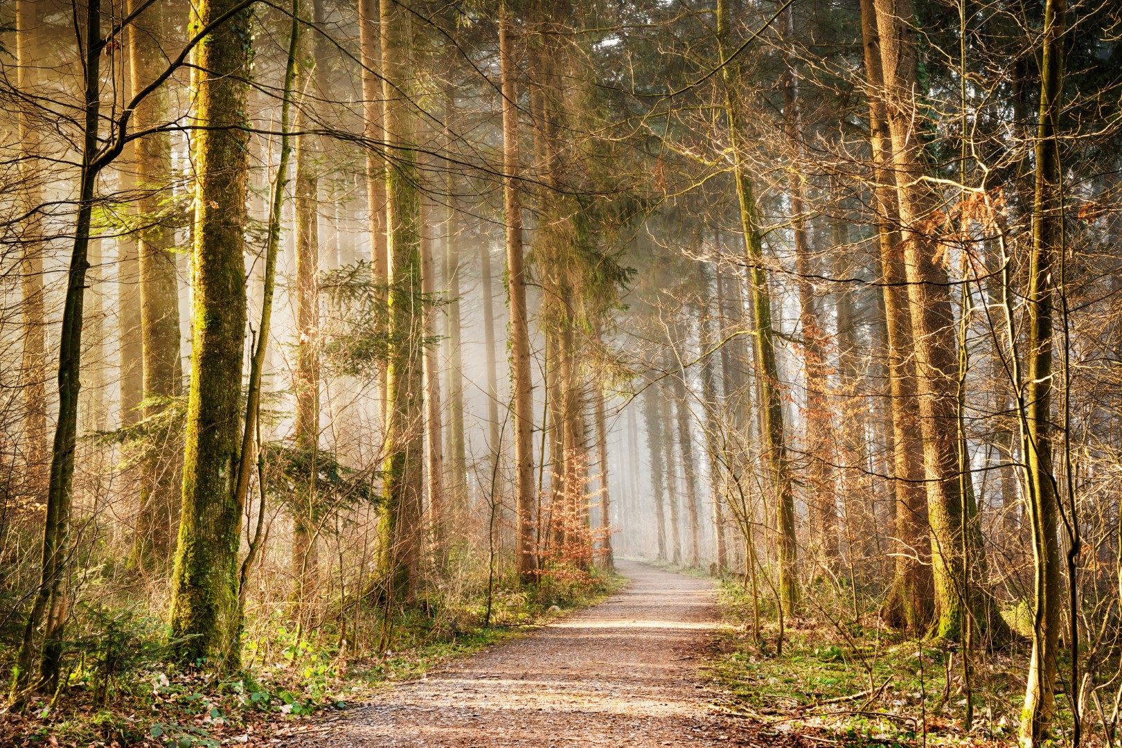 Waldstimmung