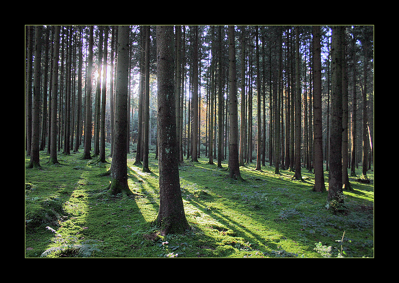 Waldstimmung