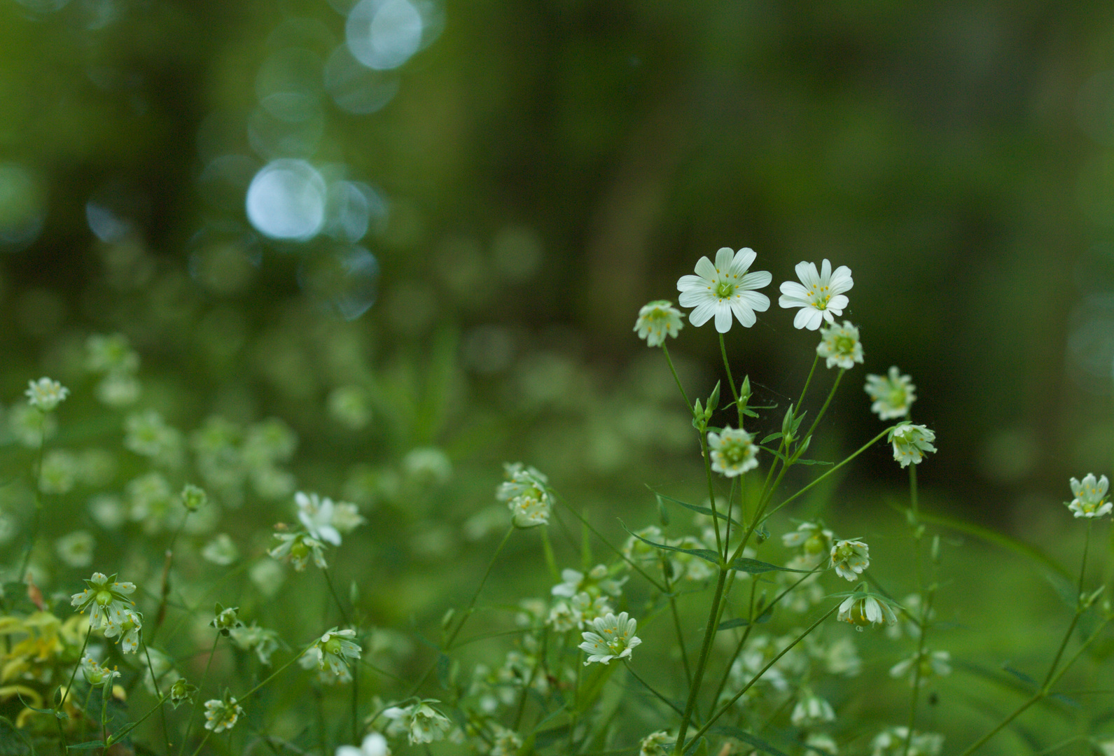 Waldstimmung