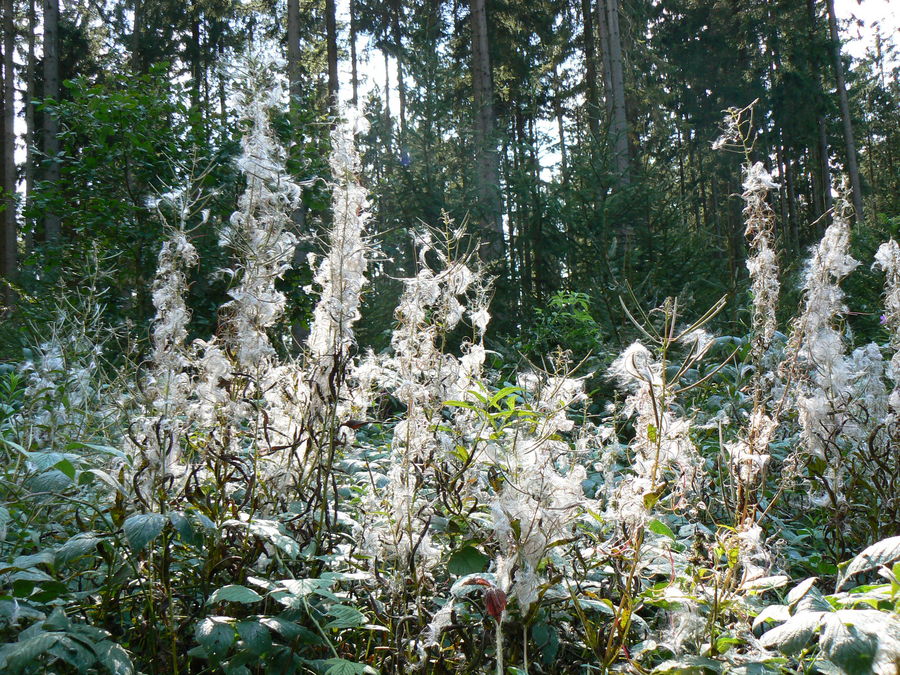 Waldstimmung