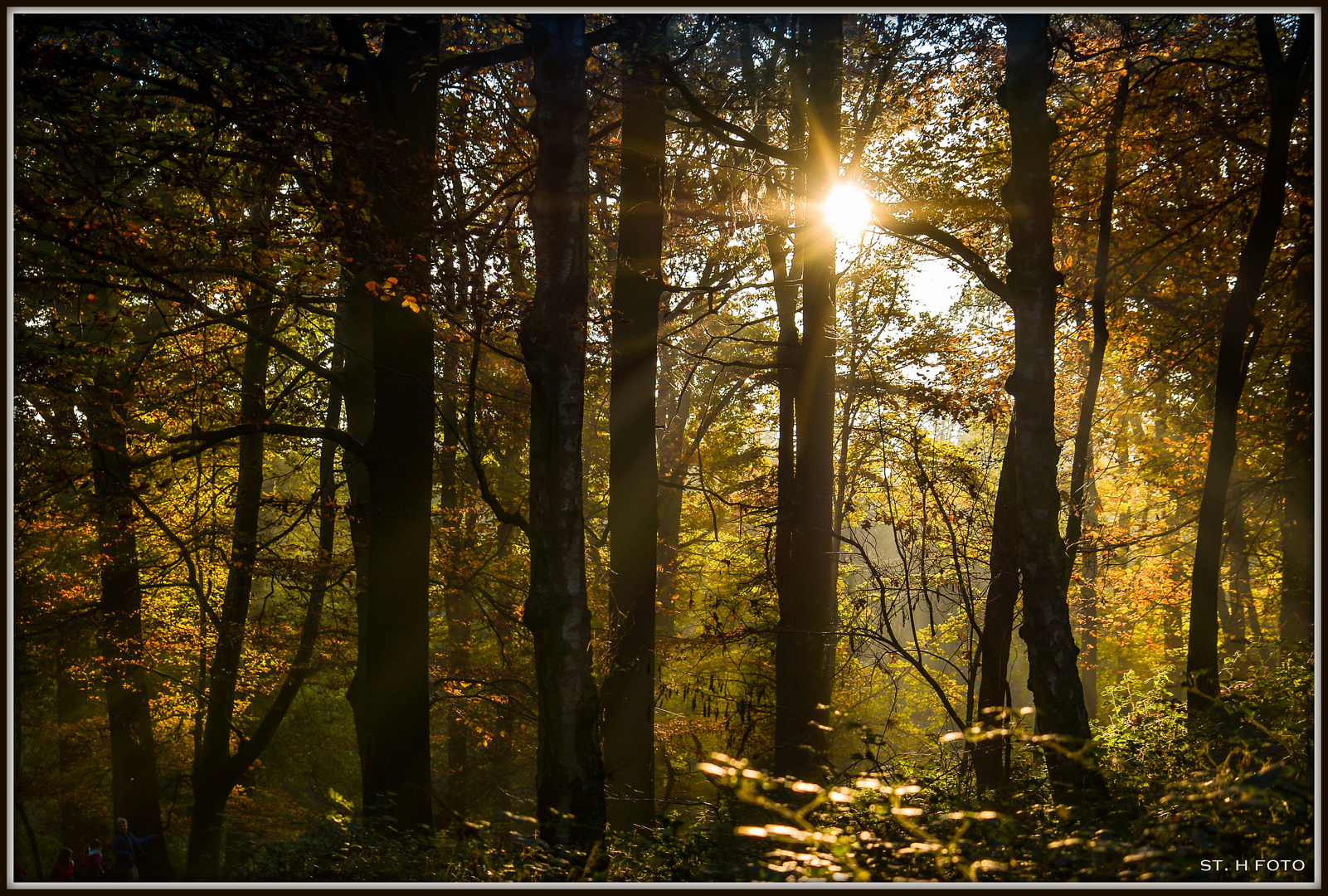 Waldstimmung................