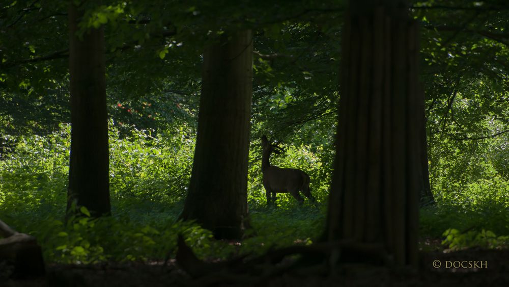 Waldstimmung