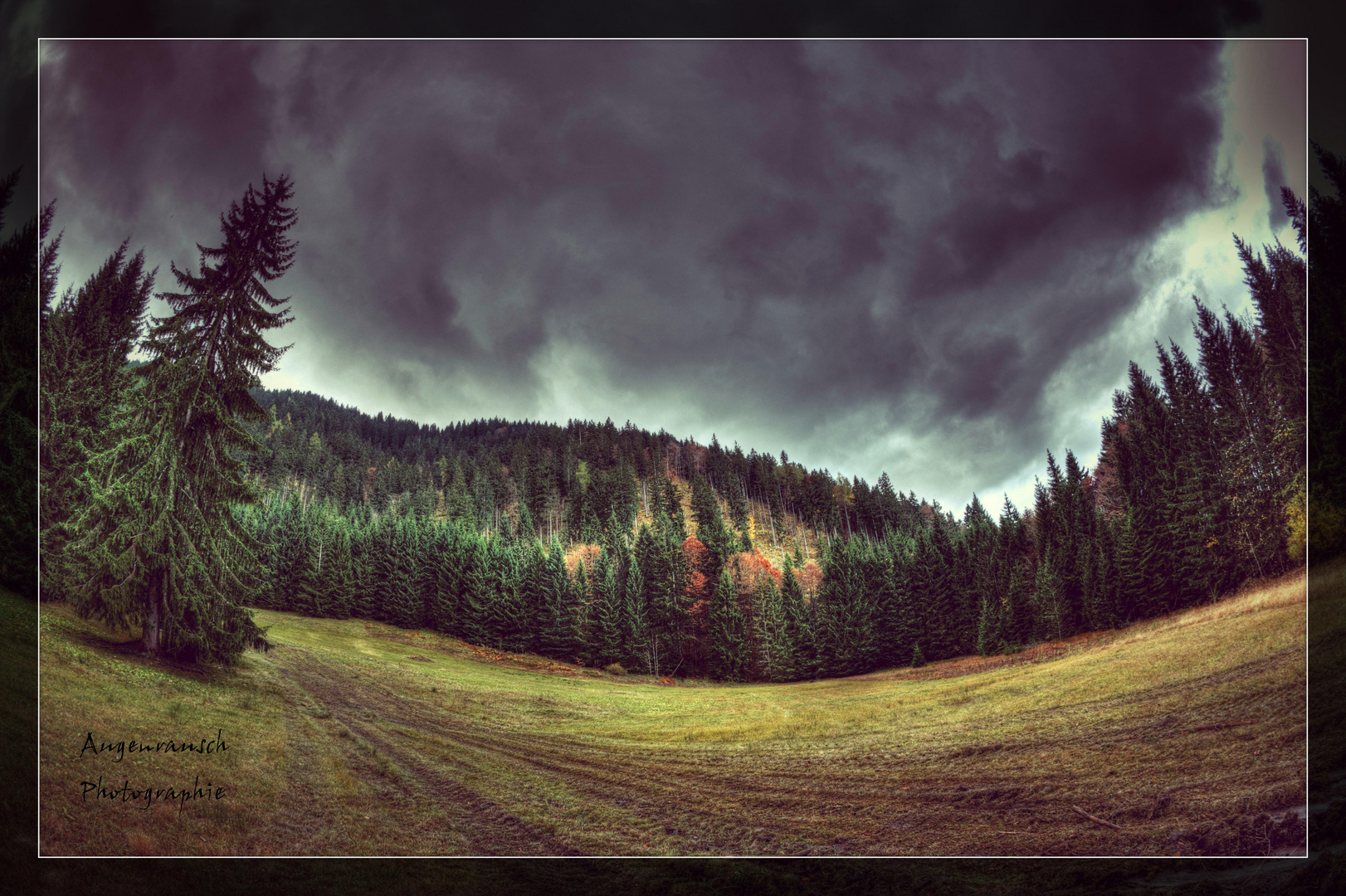 Waldstimmung