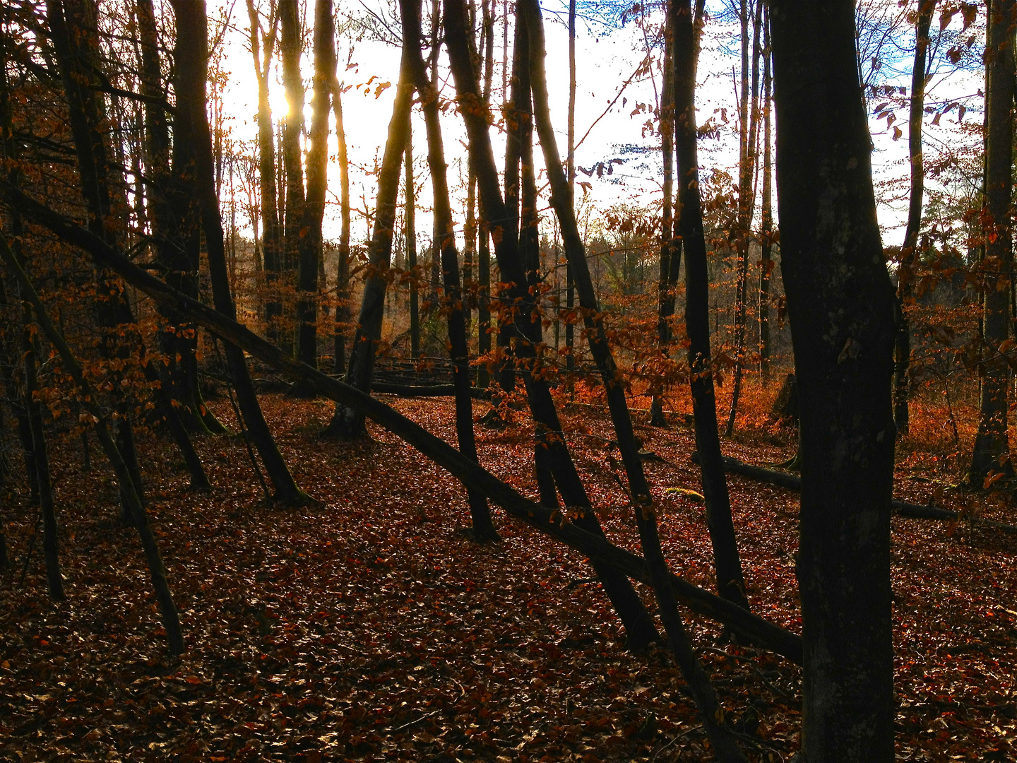 Waldstimmung