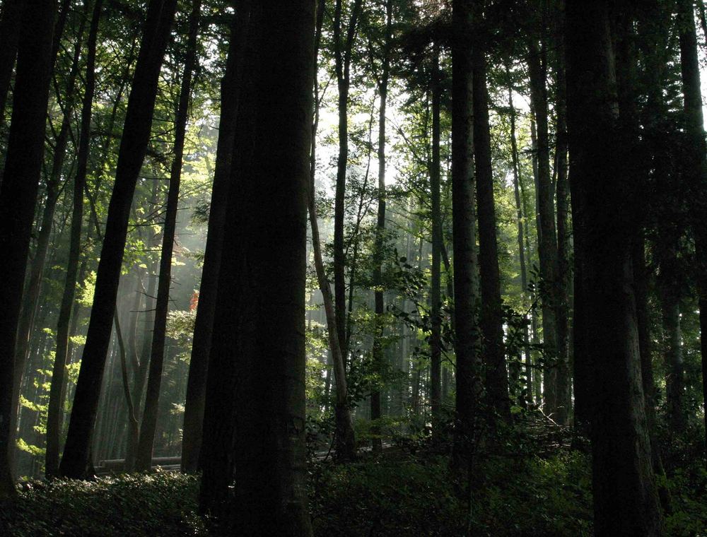 Waldstimmung bei Bauma im Zürcher Oberland