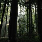 Waldstimmung bei Bauma im Zürcher Oberland