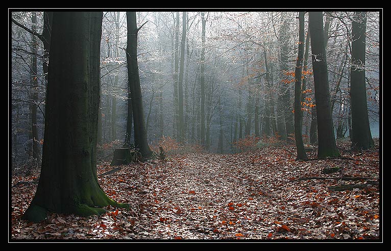 Waldstimmung