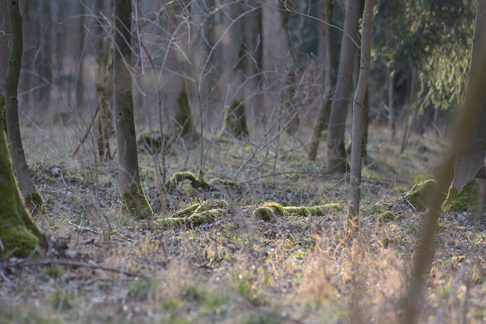 Waldstimmung