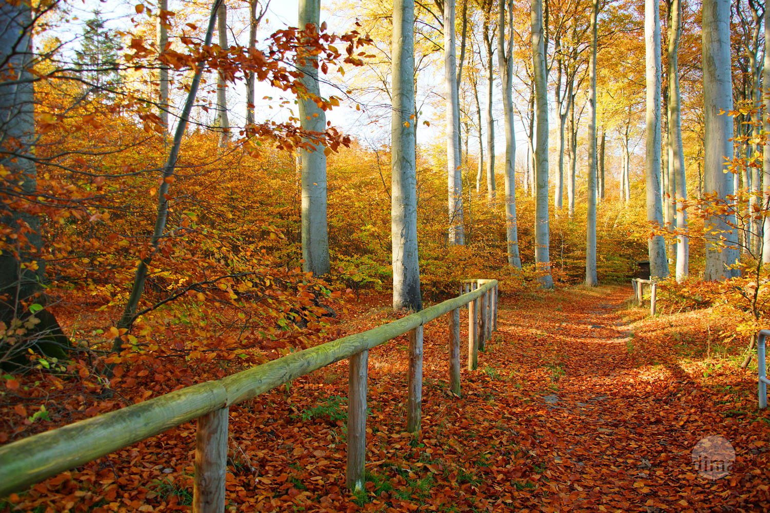 Waldstimmung Heiligendamm